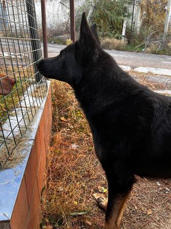 Пропала / ищет дом собака овчарка. Кобель