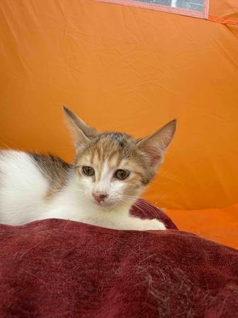 Котенок ищет семью. 2.5 месяцев