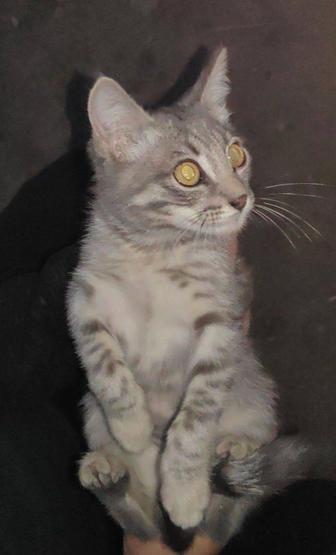 Котенок