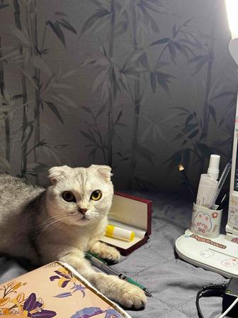 Дарим кошку