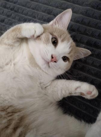 Отдам котика в добрые руки. Красивый милый домашний питомец.