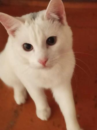 Отдам в добрые руки котика