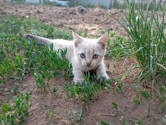 Отдам котенка