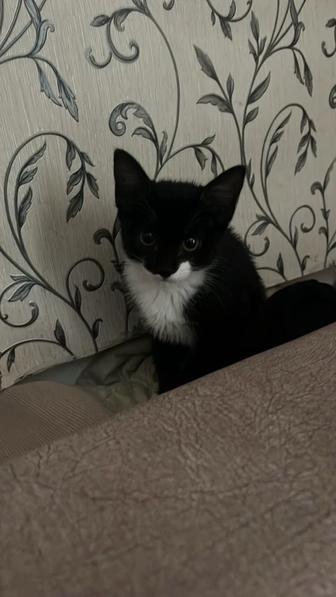 Срочно отдам котенка