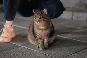 Была замечена домашняя кошка на улице Улыдала/Бокейхана