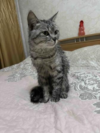 Отдадим котенка, в добрые ручки!