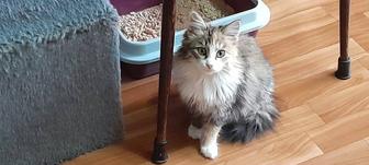 Котенок бесплатно