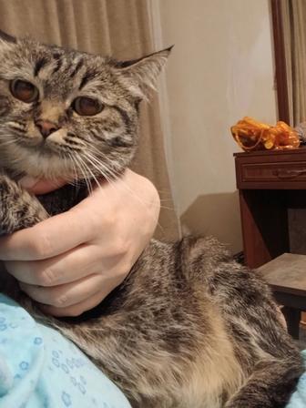 Отдам кошку