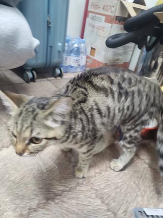 Нашли котенка, ищем хозяев