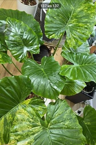 Продам Алоказию одора аурея