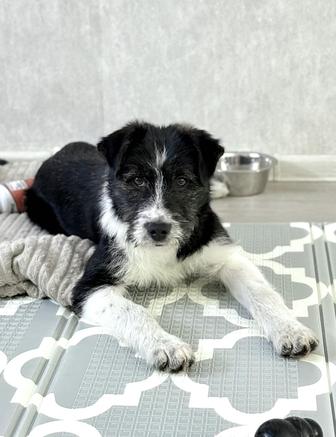 Отдам щенков в добрые и ответственные руки