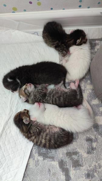 Котята турецкой ангоры