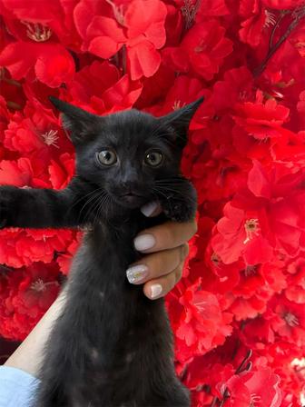 котенок, 1.5 месяца. Мальчик