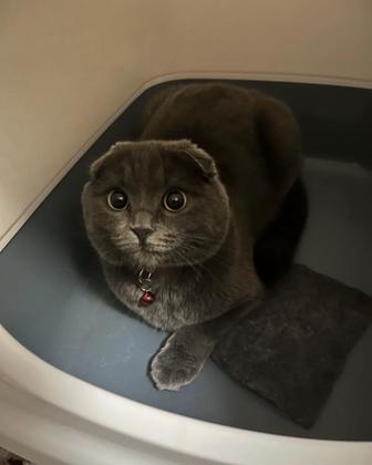 Шотландский вислоухий кошка