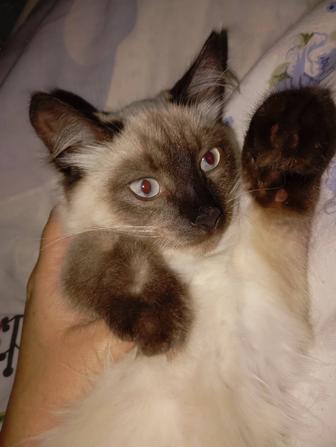 Отдам котика породы балинезийский