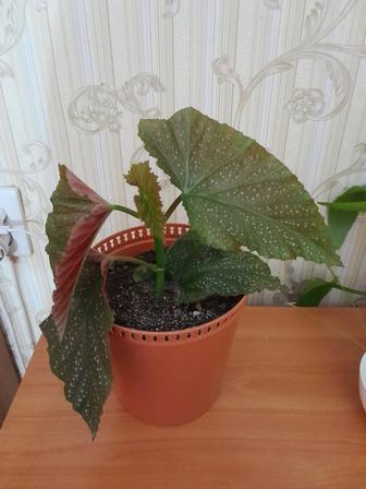 Бегонию коралловую продам