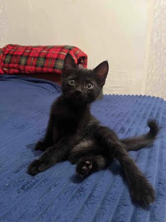 Отдам котят