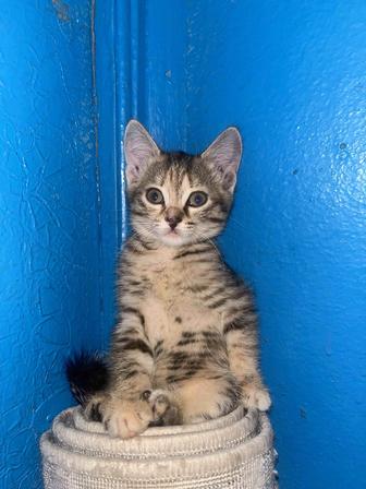 Отдам котят