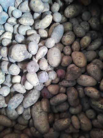 Продам картофель