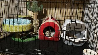 Кошечка ищет дом