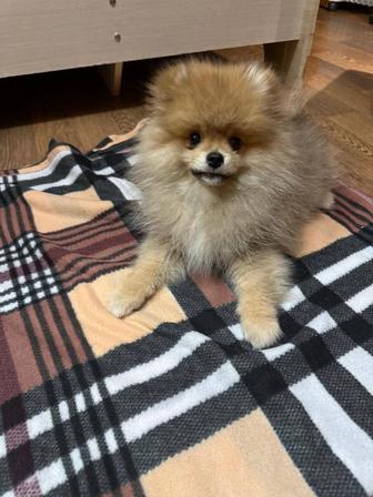 Продается Шпиц