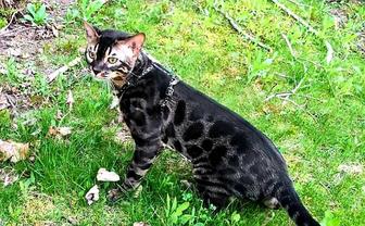 BENGAL CATS, Экзотика- черные редкие коты