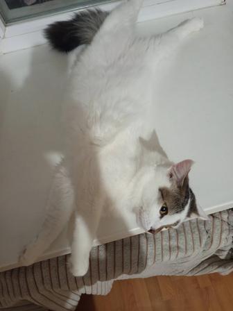 Котик срочно ищет дом!!!