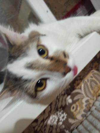Котик срочно ищет дом!!!