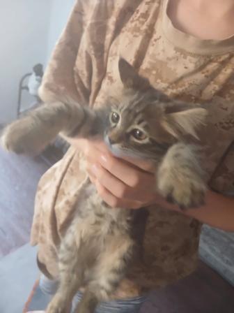 котята