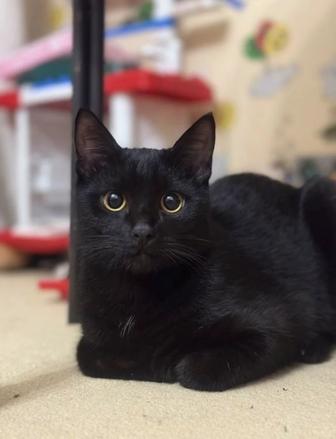 Котенок