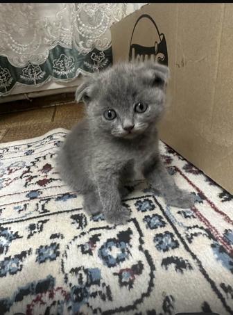 Продам котят британской вислоухой