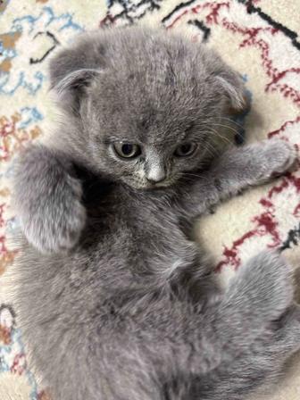 Продам котят британской вислоухой