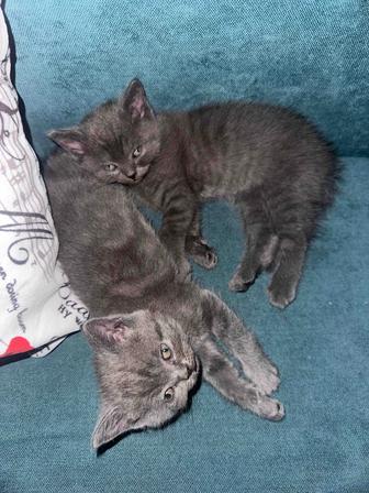 Продам котят британской и вислоухой шотландской породы