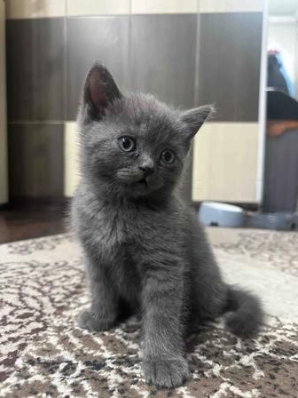 Продам котят британской и вислоухой шотландской породы