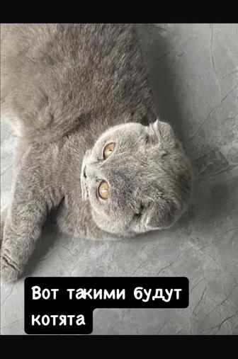 Продам котят британской вислоухой
