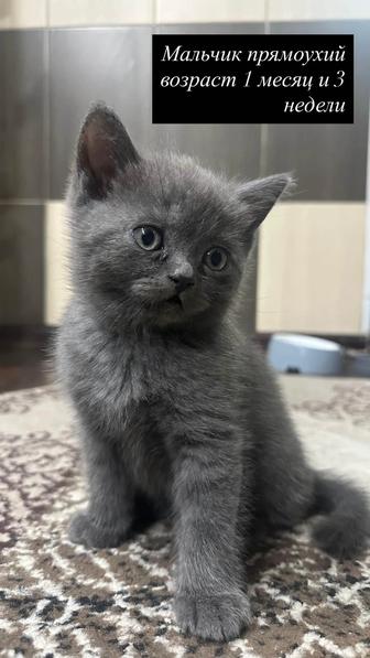 Продам котят британской и вислоухой шотландской породы