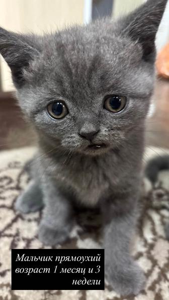 Продам котят британской и вислоухой шотландской породы