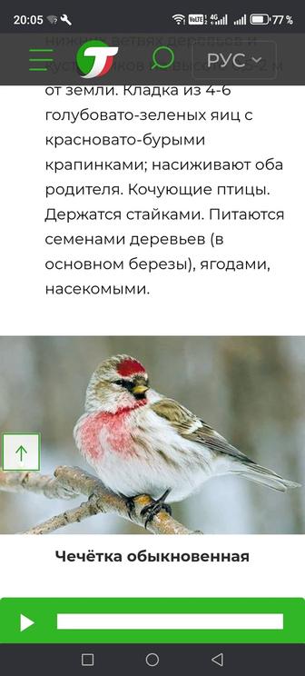 Певчие птицы