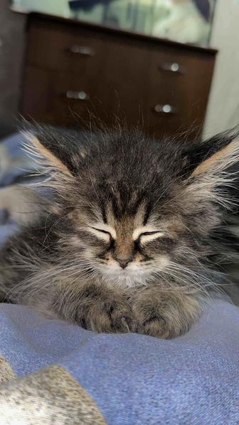 Продам кошку порода манул и вислоухая