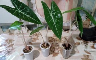 Продам алоказию