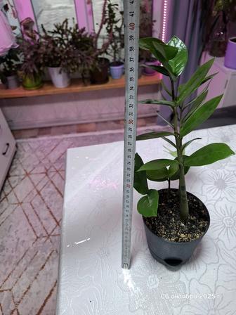 Продам замиокулькас долларовое дерево