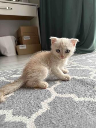 Шотландский котенок