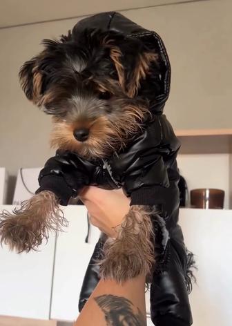 Комбинезон для щенка