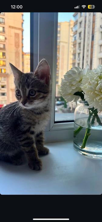 Отдам котенка в добрые руки