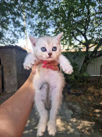 Британские котята Алматы