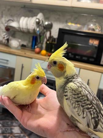 Птенцы кореллы