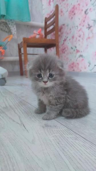 Продам вислоухих шотландских котят