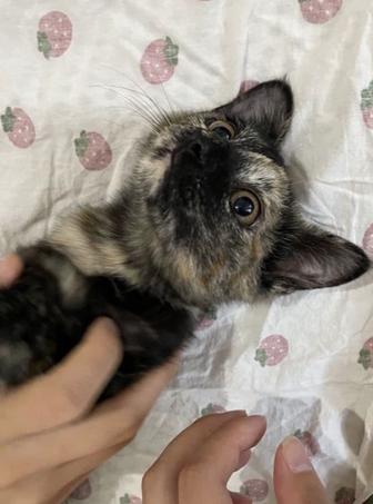 Котенок в добрые руки