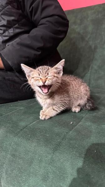 Отдадим кошку