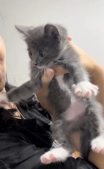 Отдается маленький котенок.Бесплатно